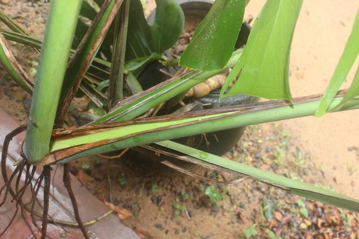 Monstera deliciosa Liebm.